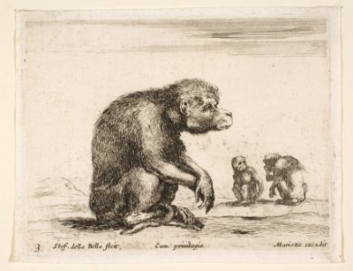 Plate 3- seated monkey, from 'Various animals' (Diversi animali) MET DP817740