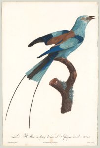 Plate 25; from "Histoire naturelle des perroquets" Met DP-18597-001