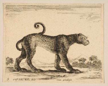 Plate 9- leopard, from 'Various animals' (Diversi animali) MET DP817871