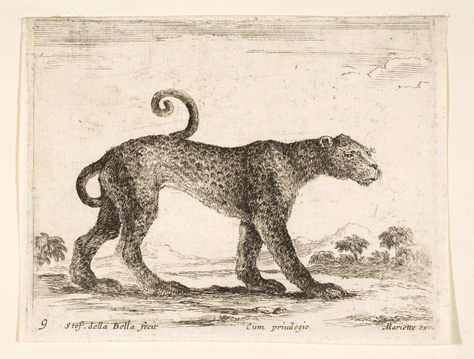 Plate 9- leopard, from 'Various animals' (Diversi animali) MET DP817746