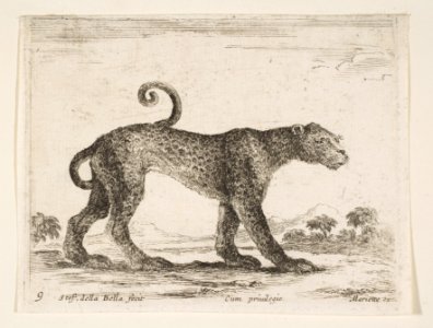 Plate 9- leopard, from 'Various animals' (Diversi animali) MET DP817746