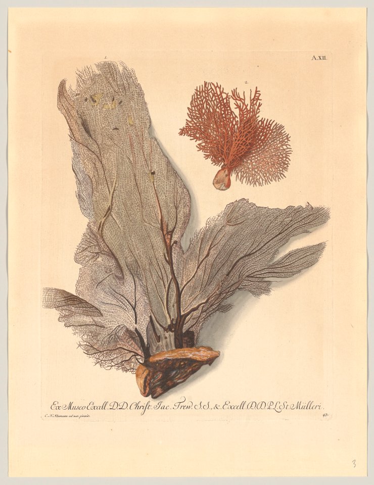 Plate A. XII; from "Deliciae Naturae Selectae" Met DP-18601-001