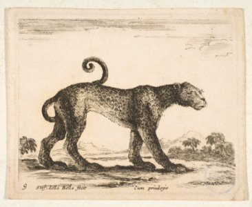 Plate 9- leopard, from 'Various animals' (Diversi animali) MET DP817877