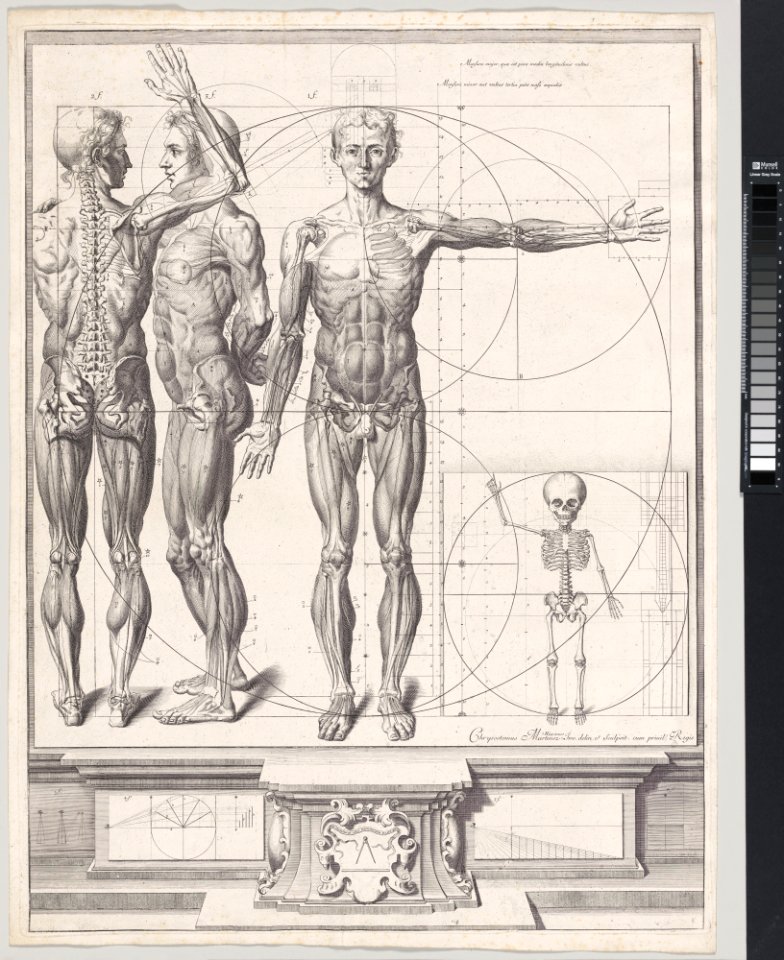 Plate for the ‘Atlas Anatomico’ (unpublished) MET DP-13372-084