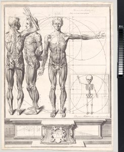 Plate for the ‘Atlas Anatomico’ (unpublished) MET DP-13372-084