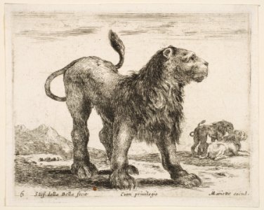 Plate 6- lion, from 'Various animals' (Diversi animali) MET DP817755