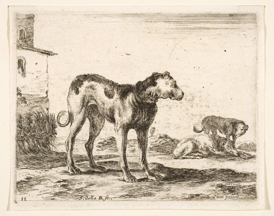 Plate 11- dogs, from 'Various animals' (Diversi animali) MET DP817747