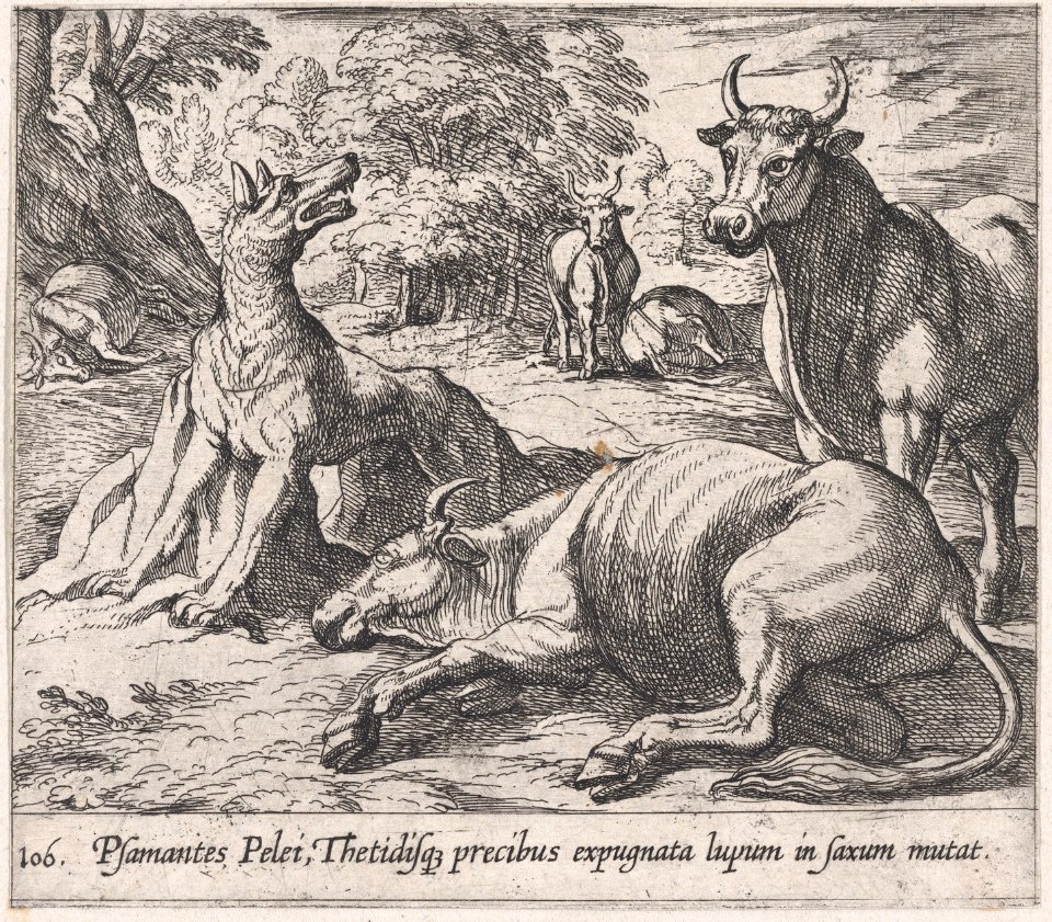 Plate 106- Peleus's Cattle, ad the Sea Wolf Turned to Marble (Psamantes Pelei, Thetidisq precibus expugnata lupum in saxum mutat), from Ovid's 'Metamorphoses' MET DP866541