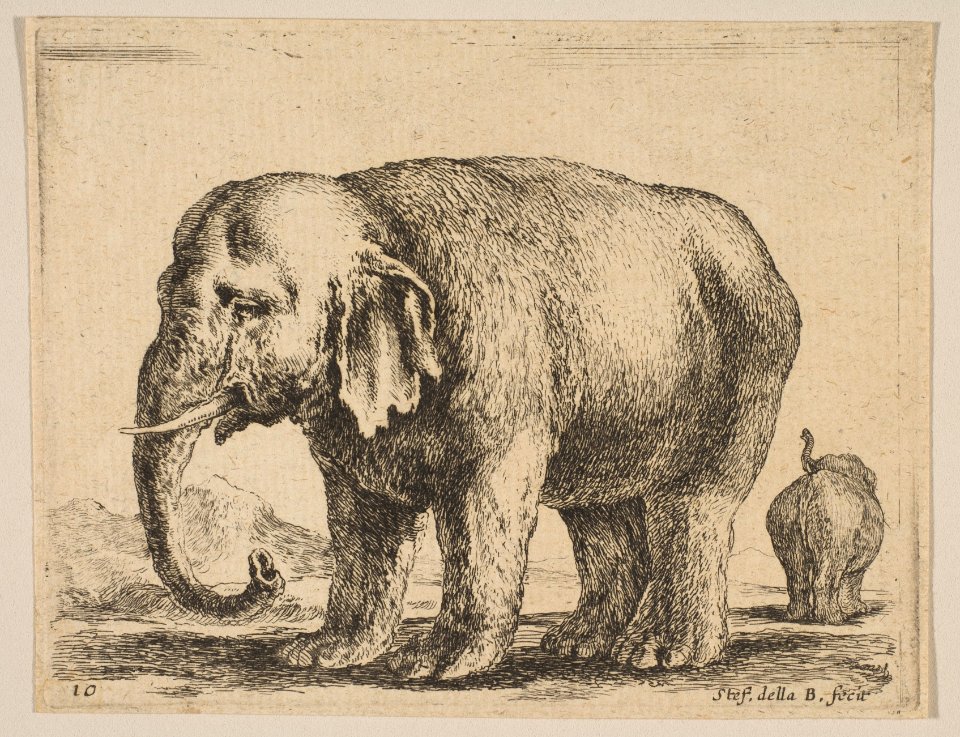 Plate 10- elephant, from 'Various animals' (Diversi animali) MET DP817869