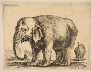 Plate 10- elephant, from 'Various animals' (Diversi animali) MET DP817869