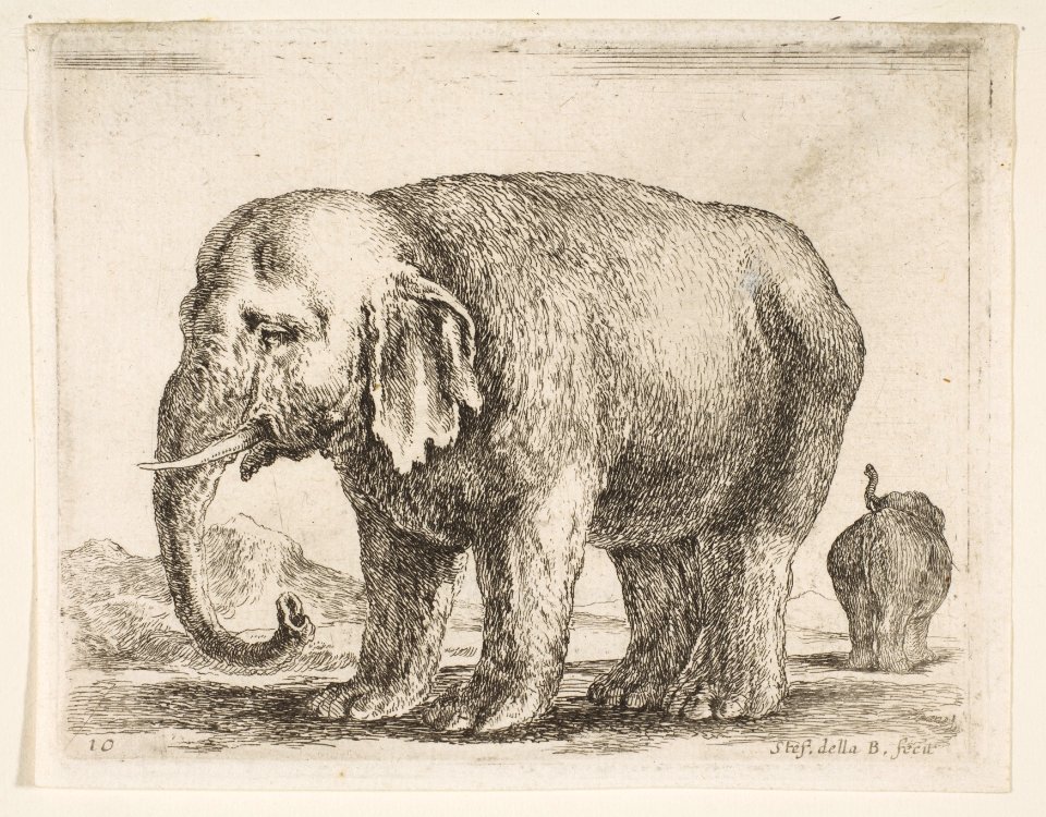 Plate 10- elephant, from 'Various animals' (Diversi animali) MET DP817745