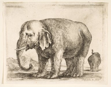 Plate 10- elephant, from 'Various animals' (Diversi animali) MET DP817745
