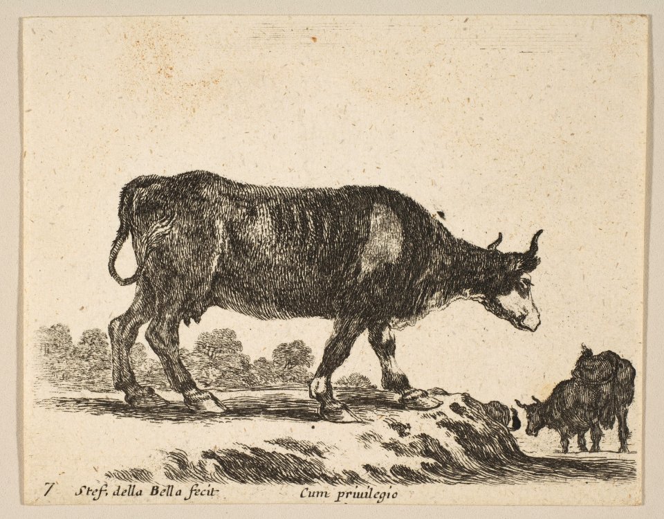 Plate 7- cow, from 'Various animals' (Diversi animali) MET DP817856