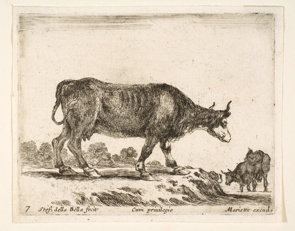 Plate 7- ox, from 'Various animals' (Diversi animali) MET DP817743