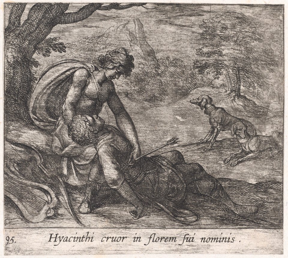Plate 95- The Death of Hyacinthus (Hyacinthi cruor in florem sui nominis), from Ovid's 'Metamorphoses' MET DP866548