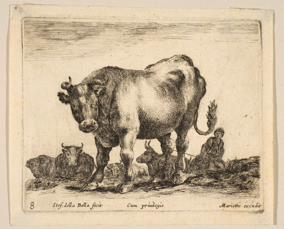 Plate 8- ox, from 'Various animals' (Diversi animali) MET DP817855