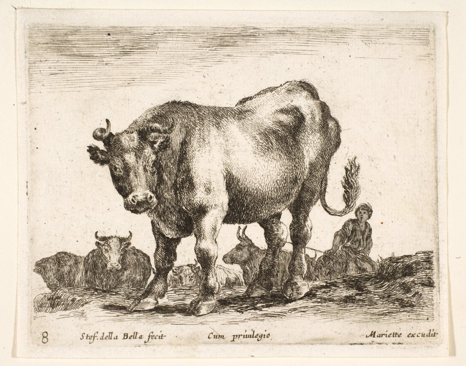 Plate 8- cow, from 'Various animals' (Diversi animali) MET DP817744