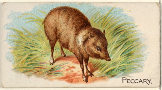 Peccary, from the Quadrupeds series (N21) for Allen & Ginter Cigarettes MET DP835135
