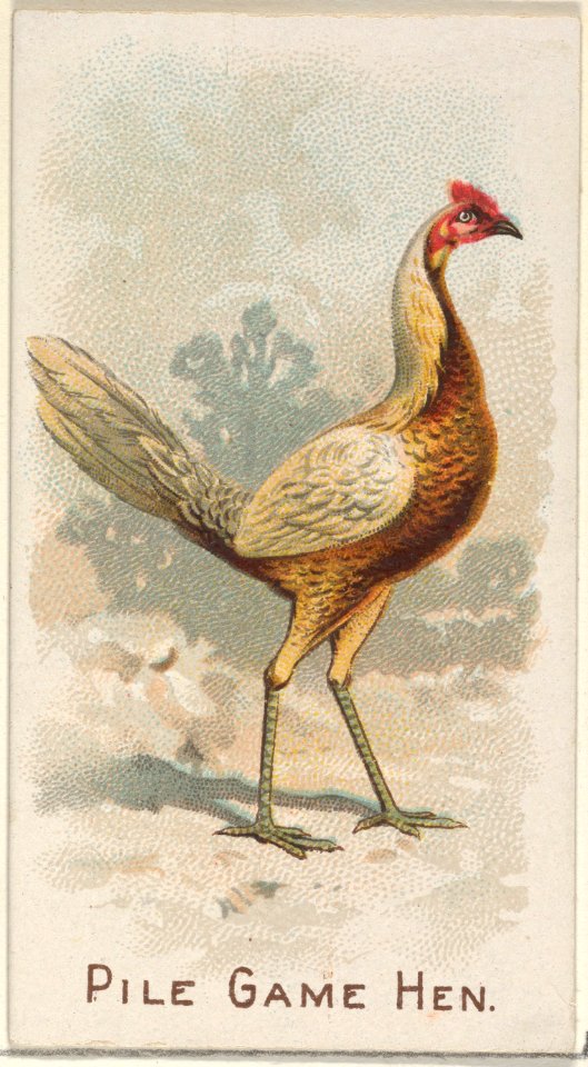 Pile Game Hen, from the Prize and Game Chickens series (N20) for Allen & Ginter Cigarettes MET DP835080