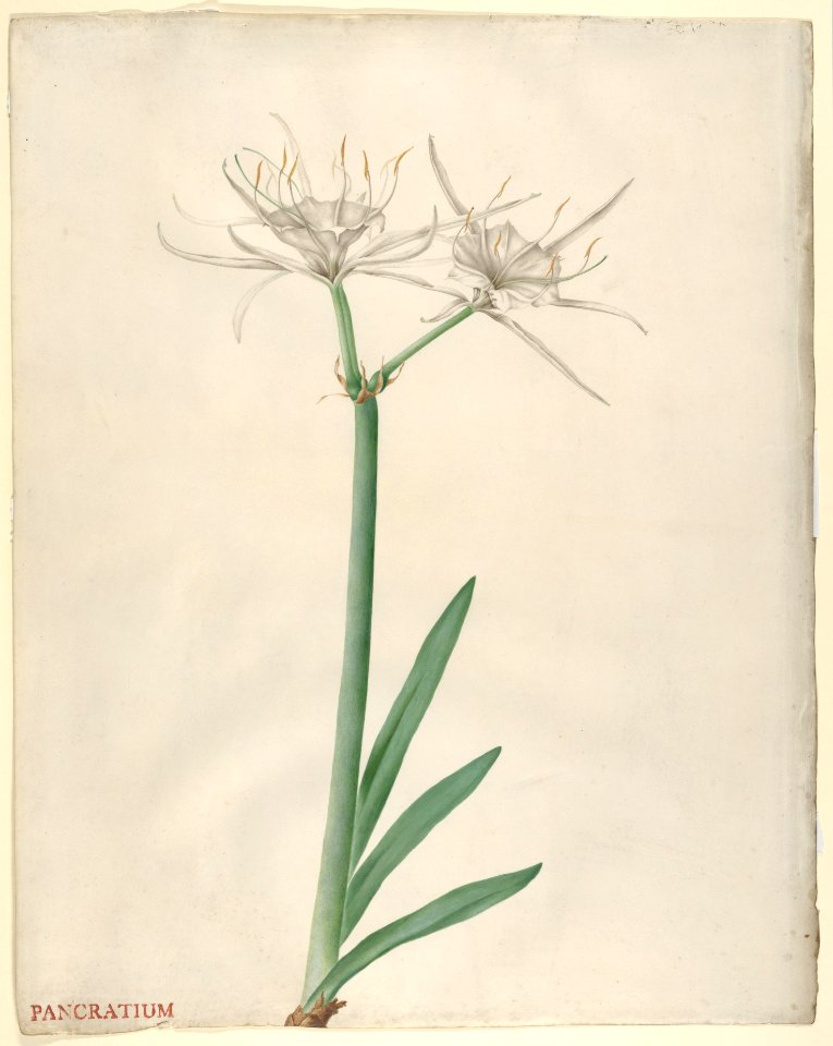 Pancratium MET DP832014