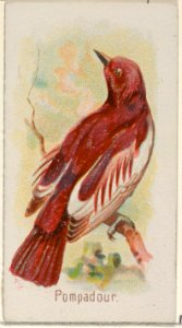 Pompadour, from the Song Birds of the World series (N23) for Allen & Ginter Cigarettes MET DP835290