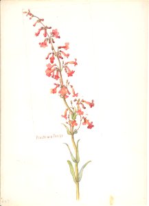 Penstemon Parryi MET DP808322