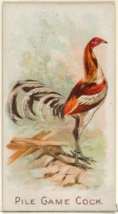Pile Game Cock, from the Prize and Game Chickens series (N20) for Allen & Ginter Cigarettes MET DP835079