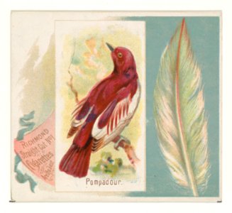 Pompadour, from the Song Birds of the World series (N42) for Allen & Ginter Cigarettes MET DP839275