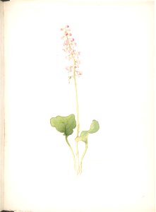 Pink Pyrola MET DP808524