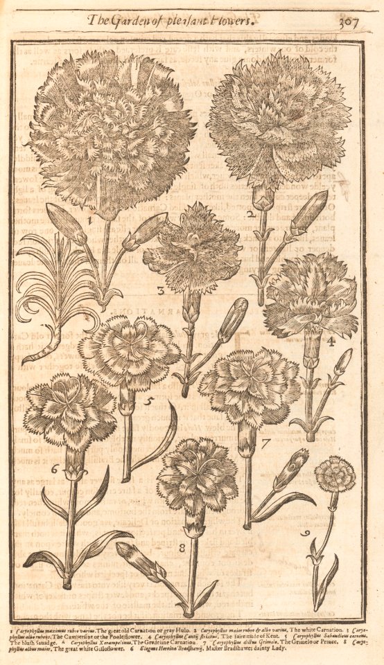 Paradisi in Sole. Paradisus Terrestris MET DP161839