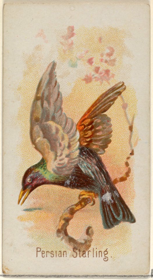Persian Starling, from the Song Birds of the World series (N23) for Allen & Ginter Cigarettes MET DP835287