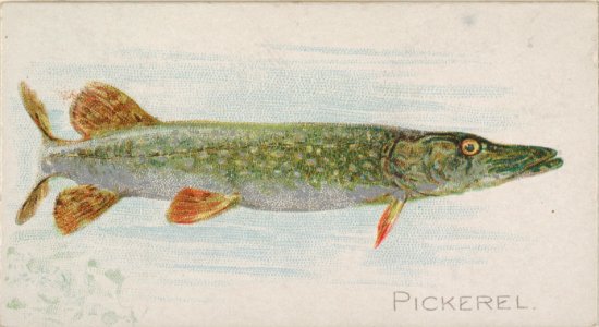 Pickerel, from the Fish from American Waters series (N8) for Allen & Ginter Cigarettes Brands MET DP830402