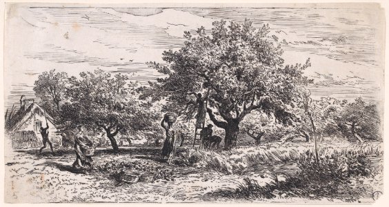 Picking fruit from tree outside cottage Met DP888901