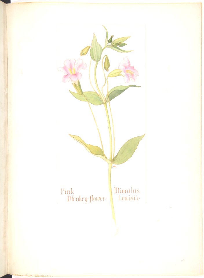 Pink Monkey-flower, Mimulus Lewisii MET DP808530