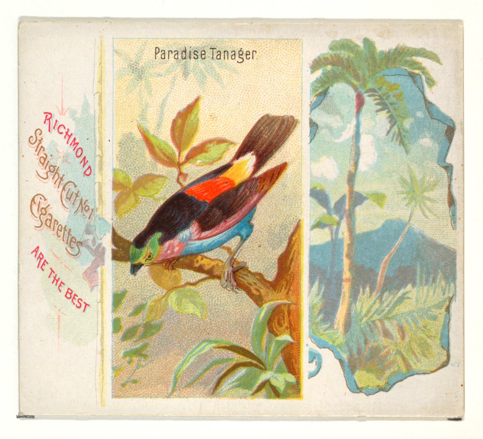 Paradise Tanager, from Birds of the Tropics series (N38) for Allen & Ginter Cigarettes MET DP839035