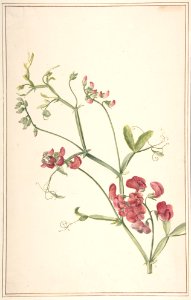 Perennial Pea MET DP801046