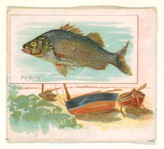 Perch, from Fish from American Waters series (N39) for Allen & Ginter Cigarettes MET DP839102