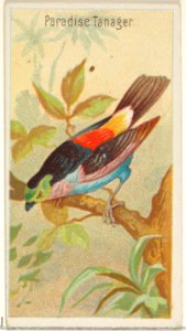 Paradise Tanager, from the Birds of the Tropics series (N5) for Allen & Ginter Cigarettes Brands MET DP829154