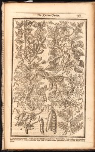 Paradisi in Sole. Paradisus Terrestris MET DP161840