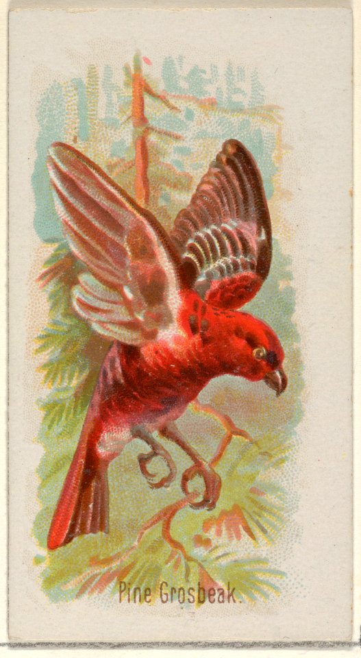 Pine Grosbeak, from the Song Birds of the World series (N23) for Allen & Ginter Cigarettes MET DP835288