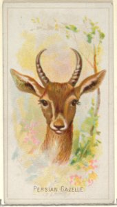 Persian Gazelle, from the Wild Animals of the World series (N25) for Allen & Ginter Cigarettes MET DP836504