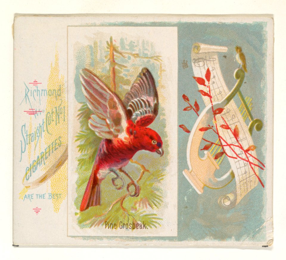 Pine Grosbeak, from the Song Birds of the World series (N42) for Allen & Ginter Cigarettes MET DP839273
