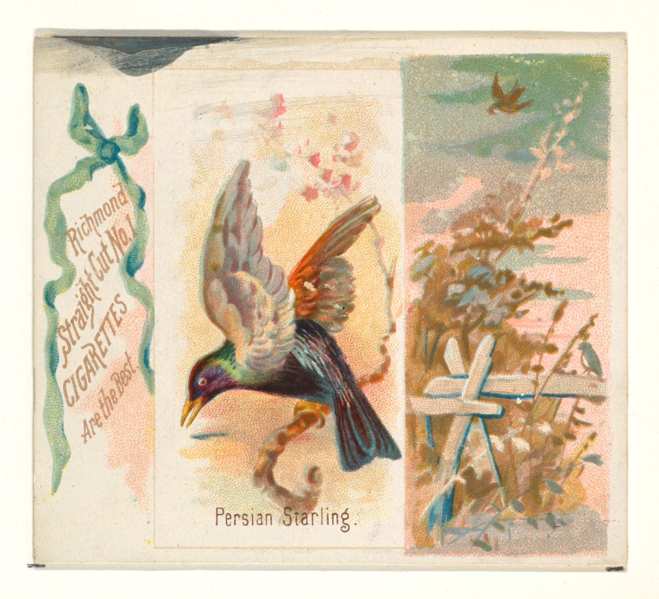 Persian Starling, from the Song Birds of the World series (N42) for Allen & Ginter Cigarettes MET DP839272