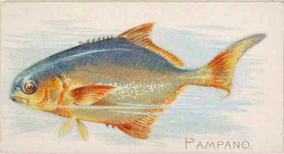Pampano, from the Fish from American Waters series (N8) for Allen & Ginter Cigarettes Brands MET DP830400