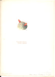 Pincushion Cactus, Cactus Grahami MET DP808338