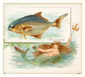 Pampano, from Fish from American Waters series (N39) for Allen & Ginter Cigarettes MET DP839101