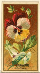 Pansy (Viola tricolor), from the Flowers series for Old Judge Cigarettes MET DP822021