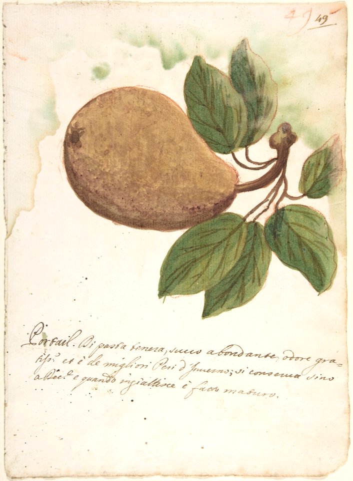 Pear MET DP803659