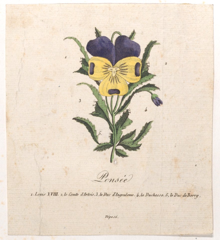 Pansy with hidden silhouettes Met DP886296
