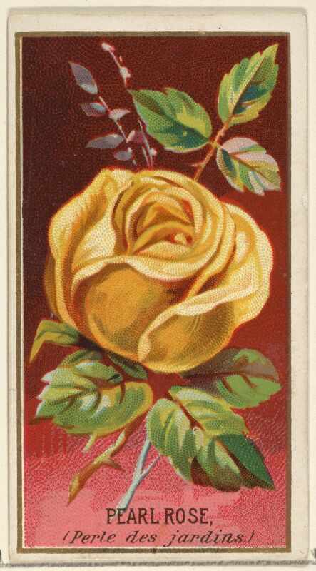 Pearl Rose (Perle des jardins), from the Flowers series for Old Judge Cigarettes MET DP822036
